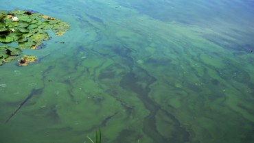 Blue-Green Algae Bloom on Farlain Lake