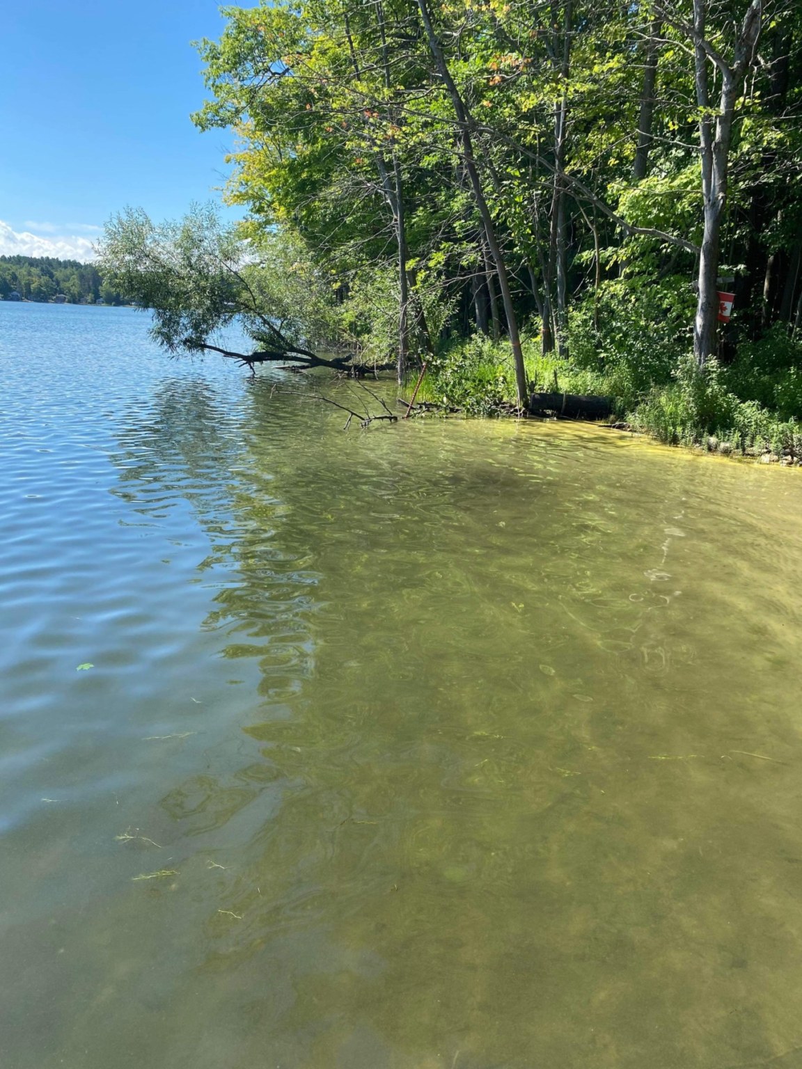 Blue Green Algae in Farlain Lake - Farlain Lake Community Association